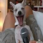 Cachorro cantando rolling in the deep!