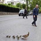 Político para trânsito para patos atravessarem rua