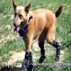  Naki'o, o Cachorro biônico com prótese nas quatro patas