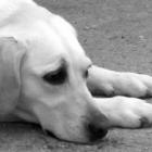 Terapia pode ser indicada para cães com distúrbios, como a ansiedade 