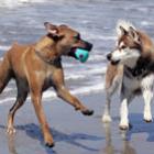 Saiba Como Prevenir seu Cão das Doenças de Verão!