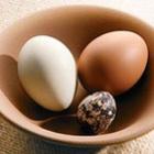 Qual é o melhor ovo: galinha, pata ou cordorna ?
