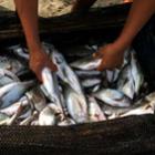 Pesca ameaça 30% dos peixes no mundo
