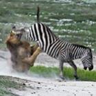 Curiosas fotos mostram quando a presa ataca o predador