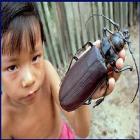 Os maiores e mais incriveis insetos do mundo