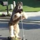 Cachorro que anda de patinete