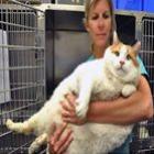  Gato obeso precisa perder 4,5 quilos para não correr risco de morrer