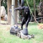 Chimpanzé fica famoso por saber cortar a grama e usar carrinho de mão