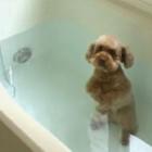 Cão que ama banho mergulha cabeça na banheira; veja vídeo 
