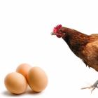 O que nasce primeiro - o ovo ou a galinha?