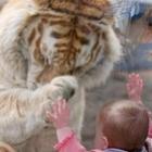 Belo momento de ternura entre o tigre e a menina