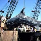 Tubarão-baleia de mais de 12 metros é achado morto