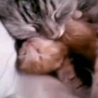 Animal: gatinha mostra o que é amor de mãe 