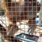 Orangotangos aprendem a usar iPad