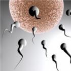 Conversa entre espermatozóides