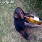 Bebê chimpanzé bebe cerveja e se irrita quando bebida é retirada