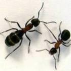 As formigas são mais espertas em matemática do que alunos do quinto ano? 