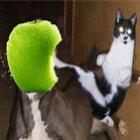 Batalha épica entre um gato e uma maçã!