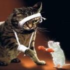 Rato valentão ataca 5 gatos de uma vez