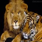 Leão ou tigre? Quem venceria esse duelo?