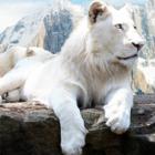 Leão branco: uma rara mutação de cor do leão sul-africano 