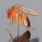 Cientistas criam moscas que sabem contar