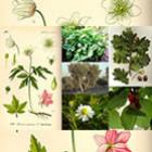 Plantas medicinais amigas da beleza 