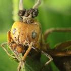 Parasita transforma formigas-capinteiras em zumbis