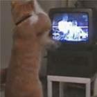 Você já viu um gato treinando boxe?