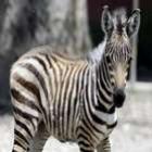 Deu zebra? Confira a origem de expressões com animais. 