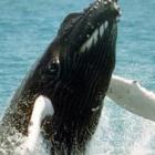 Turistas encontram 107 baleias