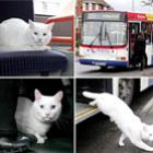 Gato misterioso pega ônibus para ir ao restaurante