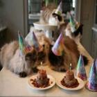 Celebrando aniversário com gatos