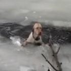 Um bonito resgate de um cão em um lago congelado