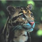 Incrível: leopardo se arrepende de sua caça… Por causa de um filhote!