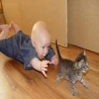 MMA gato contra bebê