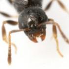 Temnothorax longispinosus,a formiga que sabe reconhecer os seus inimigos