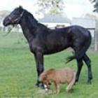 O menor cavalo do mundo