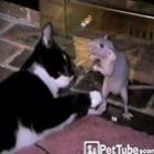 Um gato e um rato brincando? sério? 