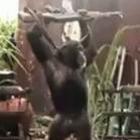 Filme Planeta do Macacos lança vídeo viral do macaco armado