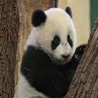  Bebê panda nascido sem inseminação atrai visitantes ao jardim zoológico de Vien