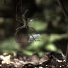 A aranha que cria uma rede de teia em suas patas e sai para caçar