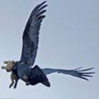 Imagem incrível de um corvo levando um coelho para saciar sua fome