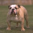 Bulldog pode ser reprojetado geneticamente