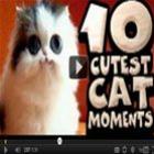 Os 10 melhores momentos com gatos