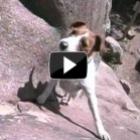 Cachorro escalando