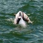 Comovente: Mãe golfinho carrega filho morto há mais de três dias