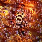 A incrível camuflagem dos seres aquáticos