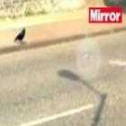Corvo é filmado salvando filhote de pombo que caiu em estrada 