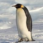 Pinguinzinho escandaloso é hit na Internet